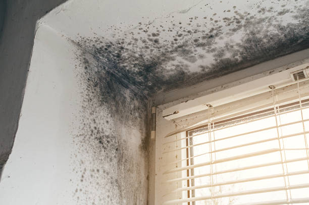 Affordable Mold Cleanup solutions in Broomall, PA